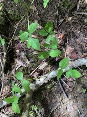 Toxicodendron diversilobum
