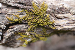 Macromitrium