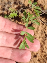 Sibbaldianthe orientalis