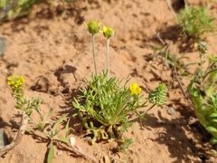Ceratocephala testiculata