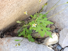 Bidens bigelovii