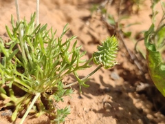 Ceratocephala testiculata