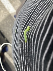 Chrysodeixis subsidens