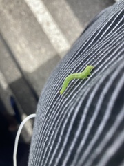 Chrysodeixis subsidens