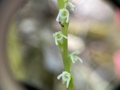 Platanthera ephemerantha