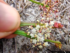 Platysace compressa