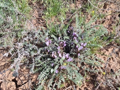 Astragalus testiculatus