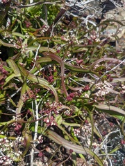 Platysace compressa