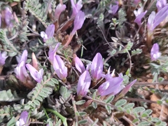 Astragalus testiculatus
