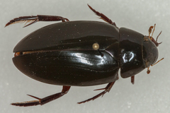 Hydrophilus triangularis