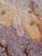 Ledromorpha planirostris