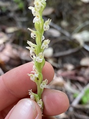 Platanthera ephemerantha