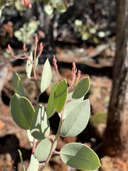 Arctostaphylos viscida pulchella