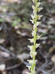 Platanthera ephemerantha