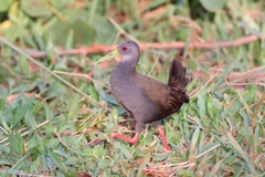 Pardirallus nigricans