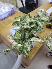 Dracaena surculosa