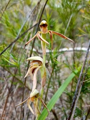 Lyperanthus serratus