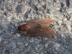 Hemileuca rubridorsa