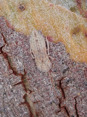 Ledromorpha planirostris