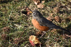 Turdus migratorius