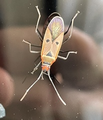 Dysdercus sidae