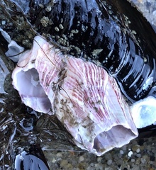 Megabalanus californicus