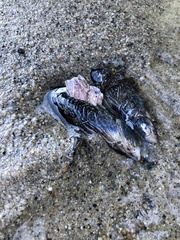 Megabalanus californicus