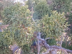 Juniperus monosperma