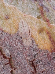 Ledromorpha planirostris