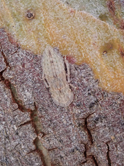 Ledromorpha planirostris