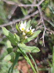 Buglossoides czernjajevii