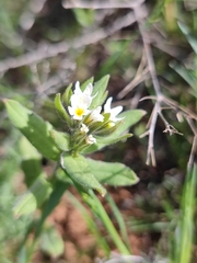 Buglossoides czernjajevii