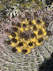 Ferocactus emoryi