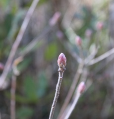 Rhododendron canescens