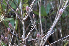 Rhododendron canescens
