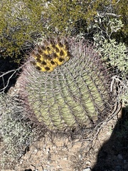 Ferocactus emoryi