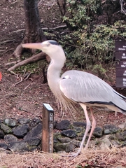 Ardea cinerea