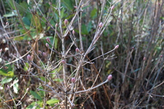 Rhododendron canescens