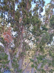 Juniperus monosperma