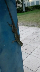 Anolis sagrei