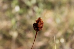 Xyris caroliniana
