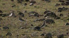 Charadrius asiaticus