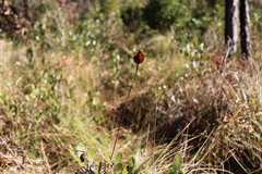 Xyris caroliniana