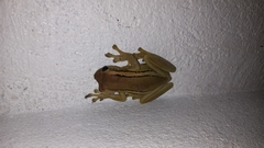 Trachycephalus mesophaeus