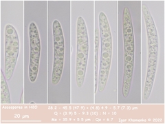 Durella