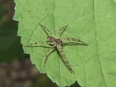 Dolomedes