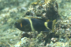 Chrysiptera leucopoma