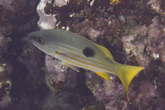 Lutjanus ehrenbergii