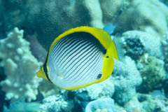 Chaetodon melannotus