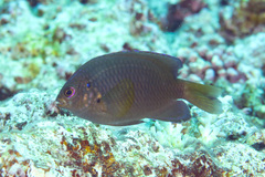 Pomacentrus spilotoceps